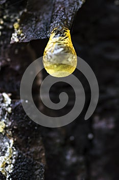 A drop of pine resin in the forest