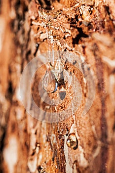 Drop of pine resin