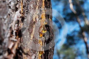 Drop of pine resin