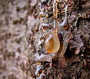 Pine resin drop photo