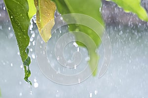 Drop of rain falling from green leaf with splashing water drops background.