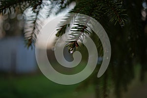 Drop of rain on a spruce branch. Macro background. Evening landscape. Spruce on a brick wall background