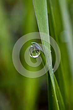 A drop of rain water hanging from the grass
