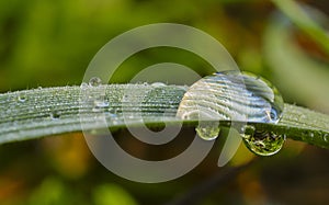 Drop of rain water hanging from the grass