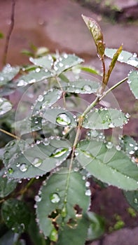Drop of ren water on the leaf photo