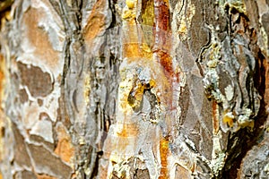 A drop of resin dripping down the trunk of a pine tree from the damaged area