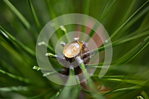 A drop of resin on a pine branch