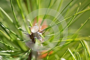 A drop of resin on a pine branch