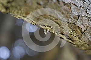 A drop of resin on a pine branch