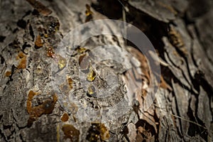 Drop of resin on pine tree closeup