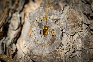 Drop of resin on pine tree closeup