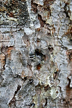 Drop of resin on pine tree.
