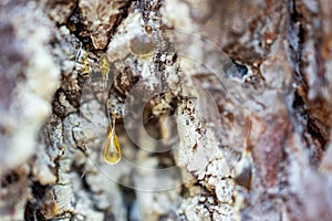 a drop of resin on the surface of a pine growing in the forest