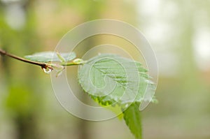 A drop of spring rain on a branch with a green leaf. Spring in the forest. Rain in the spring. Drops on the tree.