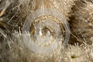 A drop on the texture of natural plant fibers reedmace