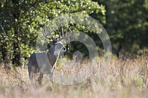 Drop Tine Whitetail Buck