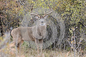 Drop tine whitetail buck in full rut