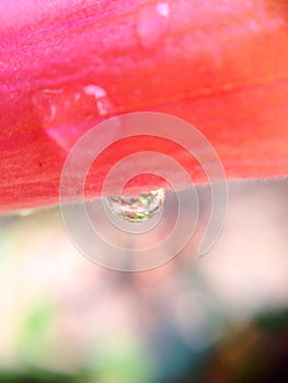 Drop under corolla of flower