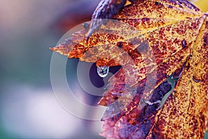 Drop of water on autumn leaf