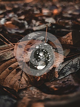 a drop of water on an autumn leaf