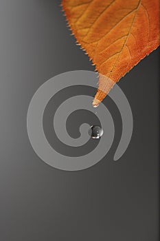 Drop of water and autumn leaf in gray bottom