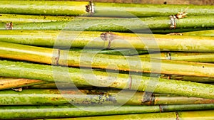 Drop of water on a bamboo for a nature background