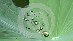 A drop of water on a big green leaf. Fresh raindrop in the middle of a green leaf of capuchin flower. Green leaf with