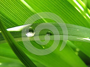 Drop of water on a blade