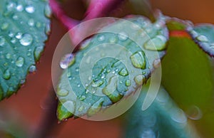 A drop of water on a blade of grass