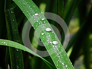 Drop of water on a blade of grass
