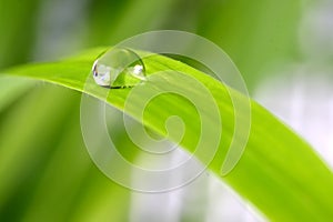 Drop of water on a blade of grass