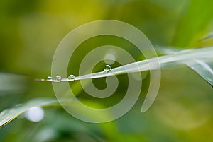 Drop of water on a blade of grass