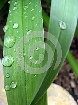 Drop of water on a blade of green grass