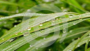 Drop of water on blade after rain