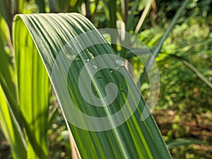 A Drop Of Water On a Branch of a Sugarcane Plant