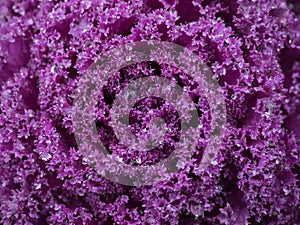 Drop Of Water On cabbage purple