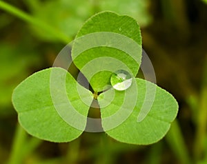 Drop water closeup