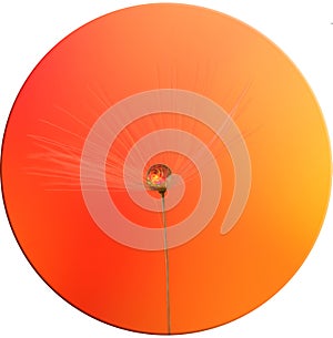 A drop of water in a dandelion petal!