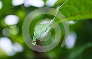 A drop of water on the edge of a green leaf of a tree against