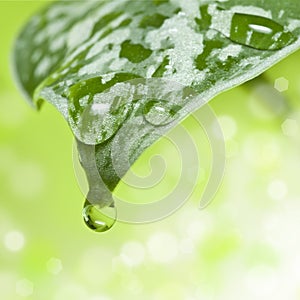 Drop of water falling from green leaf