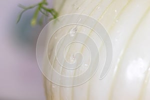 Drop of water on fennel. Macro close up of water drops on fresh fennl surface. healty vegano food photo