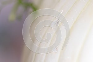 Drop of water on fennel. Macro close up of water drops on fresh fennl surface. healty vegano food photo