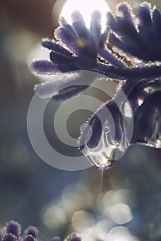 A drop of water on a flower petal. lavender.