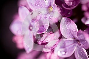 A drop of water on the flowers of lilac