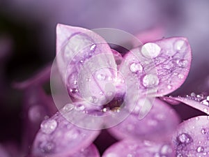 A drop of water on the flowers of lilac