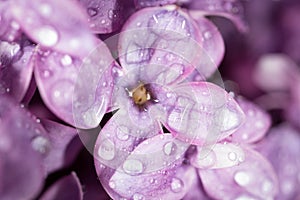 A drop of water on the flowers of lilac