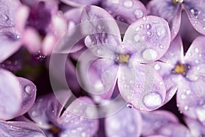 A drop of water on the flowers of lilac