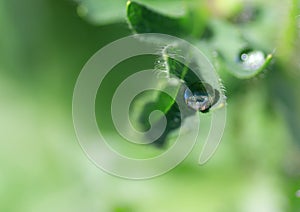 a drop of water flows down on a green leaf, close-up