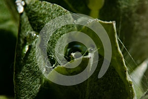 A drop of water flows down on a green leaf in macro