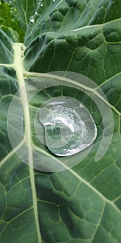 drop of water on fresh green cabbage